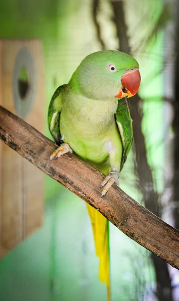 Pássaro de estimação de papagaio verde na gaiola / belo anel de rosa com pescoço A — Fotografia de Stock