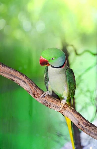 Pájaro mascota loro verde en la jaula / hermoso anillo de rosa con cuello A — Foto de Stock