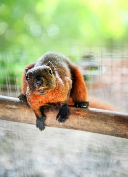 Rat of rode eekhoorn bruin bont in kooi in het wildlife sanctuary — Stockfoto