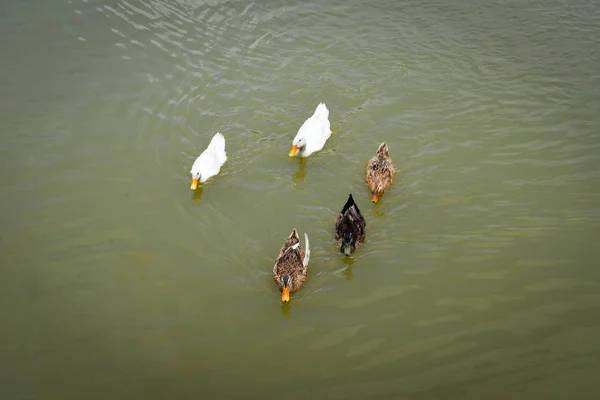 Bebek berwarna mengambang di sungai bebek berenang di kolam en — Stok Foto