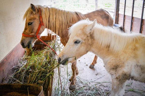 Білий і коричневий кінь їсть траву в стайні на коні — стокове фото