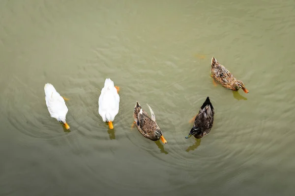 Барвиста качка, що плаває на річці, плаває в ставку en — стокове фото