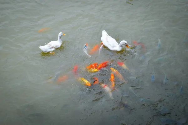 Mengambang bebek dan ikan oranye koi ikan berenang di kolam enjo — Stok Foto