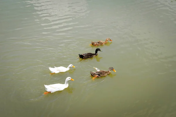 Bebek berwarna mengambang di sungai bebek berenang di kolam en — Stok Foto