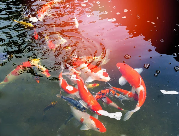 Peixe koi chique colorido na água da superfície — Fotografia de Stock