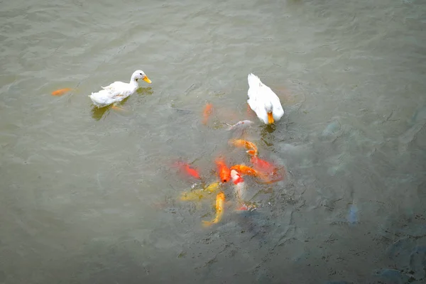 Mengambang bebek dan ikan oranye koi ikan berenang di kolam enjo — Stok Foto