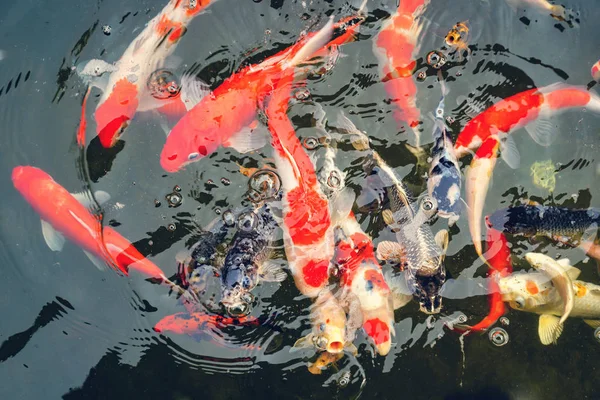 Ikan koi yang berwarna-warni di permukaan air — Stok Foto