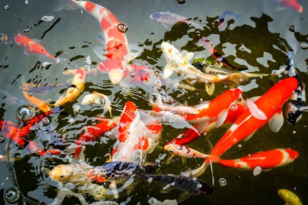 Bunte Koi-Fische auf dem Oberflächenwasser — Stockfoto