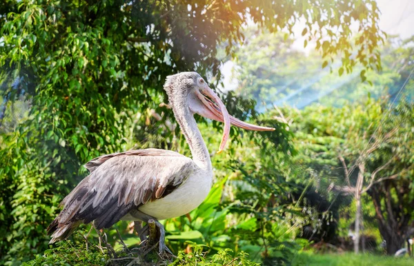 Mancha de aves pelicanas faturadas em pé na árvore de galhos — Fotografia de Stock