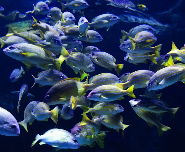 Escuela de peces de pez pargo forrado azul natación vida marina unde — Foto de Stock