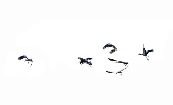 Pájaro cigüeña asiática volando en el cielo aislado en blanco backgr —  Fotos de Stock