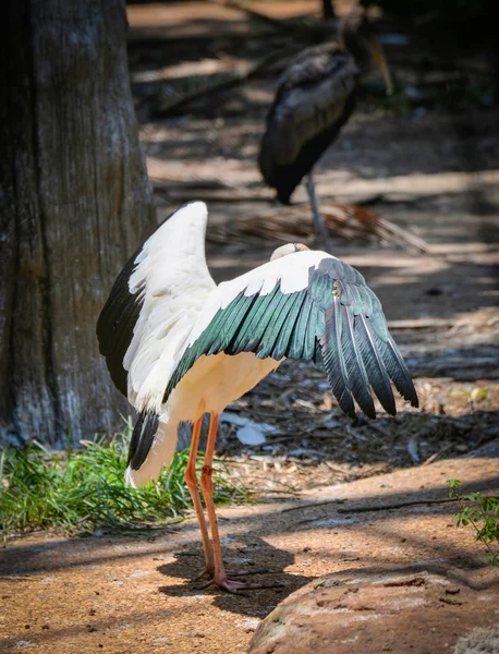 Cegonha leitosa no jardim zoológico da fazenda no santuário da vida selvagem / Stor pintado — Fotografia de Stock