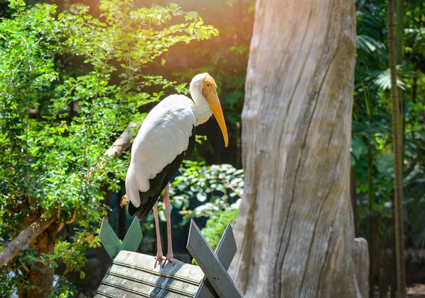 Sütlü leylek çiftlik hayvanat bahçesinde yaban hayatı kutsal Tarih / boyalı stor