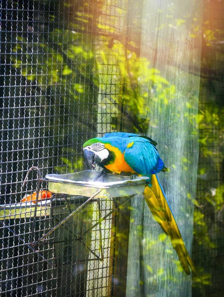 Ara ararauna arara papagaio pássaro na gaiola — Fotografia de Stock