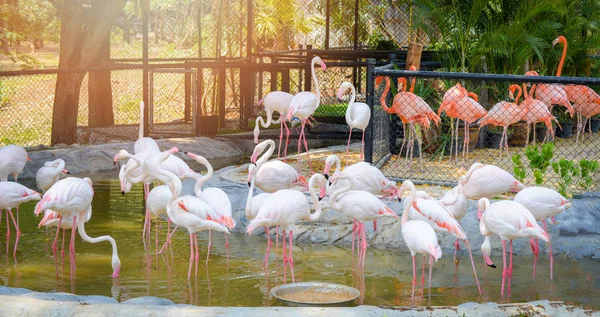 Gruppo di uccelli fenicottero bianco rosa maggiore sul laghetto d'acqua nel — Foto Stock