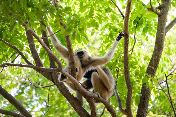 Hoolock Gibbon bianco e nero gibbon mano sulla foresta di alberi in t — Foto Stock
