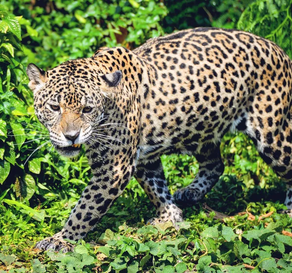 Roar tigre leopardo jaguar animal caça à vida selvagem / bela ja — Fotografia de Stock