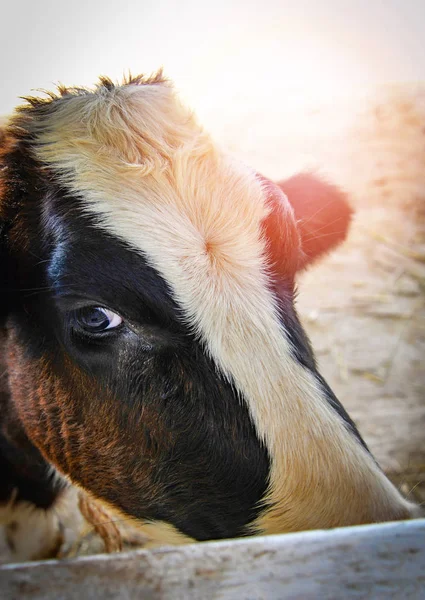 Close up of face cow white and black looking to camera in farm / — Stock Fotó