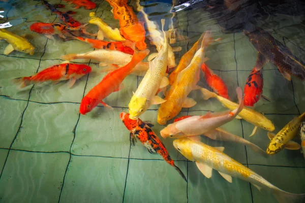 Bunte Koi-Fische auf dem Oberflächenwasser — Stockfoto