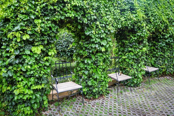 Зелена рослинна лоза, що росте на арці з деревом листя — стокове фото