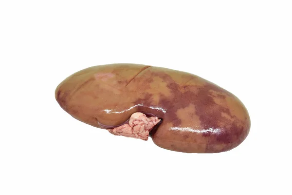 肾猪或新鲜猪肉肾脏被隔绝在白色背景 — 图库照片