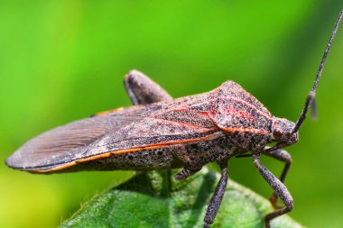 Coreid böcek doğa yeşil zemin üzerine ağaç bitki üzerinde yakın / S
