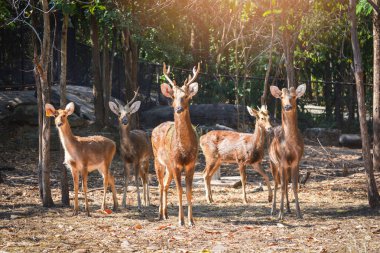 Barasingha geyik memeli hayvan yaban hayatı ayakta Milli Parkı