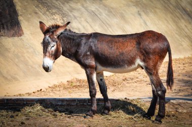 Kahverengi ve siyah eşek ayakta yemek sıyrık eşek ve ordövr