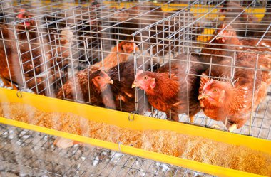 Chicken feeding in the cage on indoors chicken farm product for  clipart