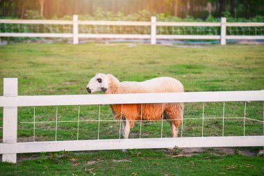Koyun otlatma çim çit koyun çiftliğinde yeşil alan içinde