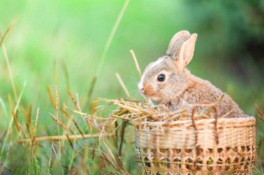 Paskalya tavşanı yeşil çimenlerin üzerinde Paskalya yortusu yumurta avlamak