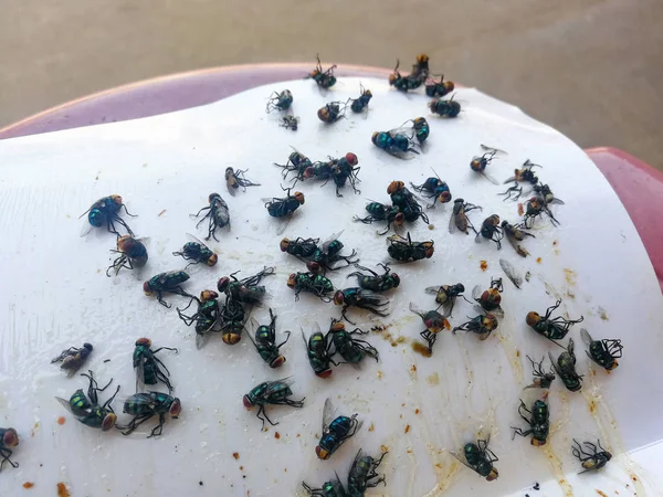 How to get rid van flies / veel vliegen gevangen op Witboek lijm — Stockfoto