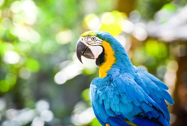 Papagaio de pássaro de arara colorido em árvore de ramo na natureza backgr verde — Fotografia de Stock