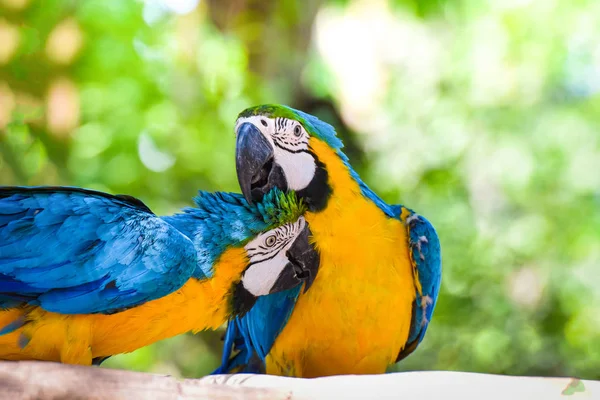 Colorful couple macaw birds parrot on branch tree in the jungle — Stock Photo, Image