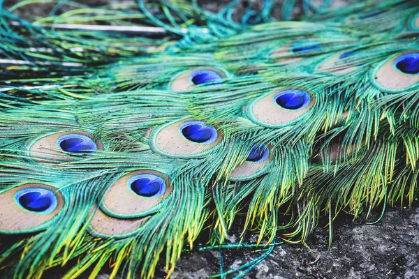 Detalhes close-up de pena real pavão / pavão cauda colorida — Fotografia de Stock