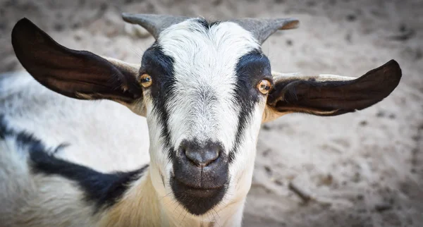 Close up cara de cabra no zoológico fazenda / Cabra engraçado — Fotografia de Stock
