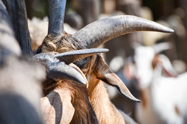 Közelről horn kecske farm állatkertben — Stock Fotó