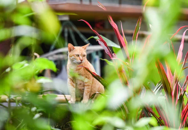 Yellow brown female cat sitting in the garden backyard / Asia ta — Stock Photo, Image