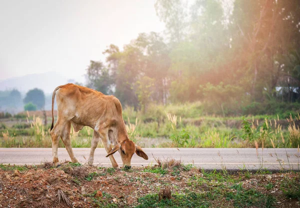 Vaca vermelha pastando grama na beira da estrada no campo de campo backgroun — Fotografia de Stock