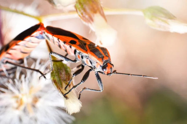 Червоний і помаранчевий жук, що спарює комах на дереві рослин на фоні природи — стокове фото