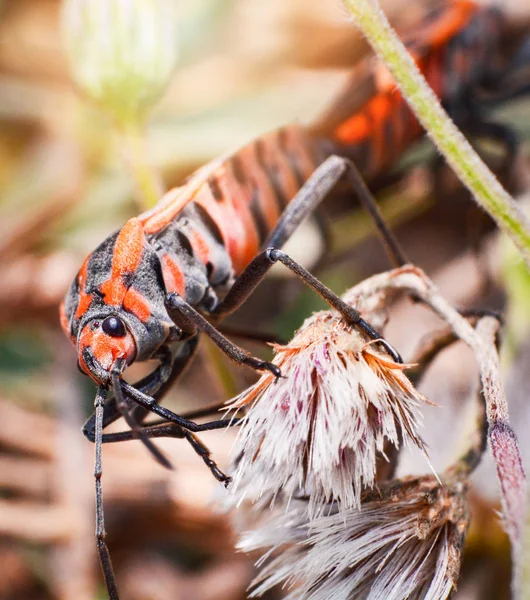붉은 색과 오렌지색 버그 자연 backgr에 공장 나무에 짝짓기 곤충 — 스톡 사진