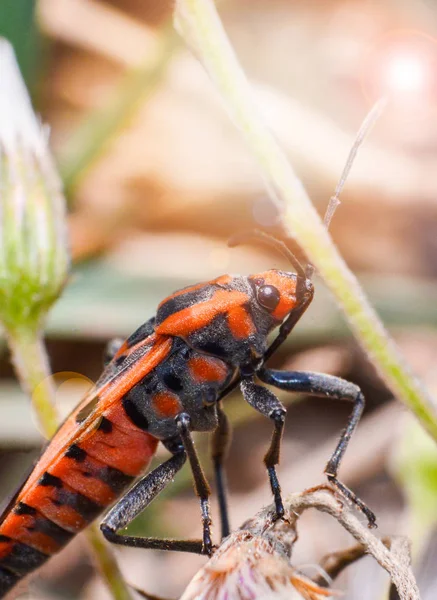 Insectes d'accouplement de punaises rouges et orange sur l'arbre végétal sur la nature backgr — Photo