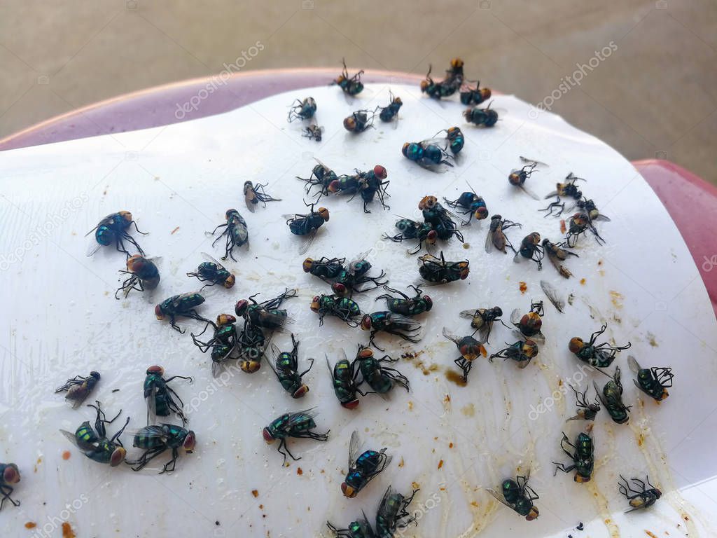 How to get rid of flies / Many fly trapped on white paper glue