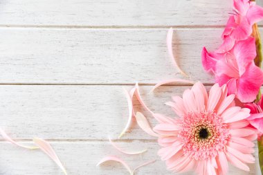 Gerbera pembe Glayöl çiçek bahar yaz ve petal o süslemeleri