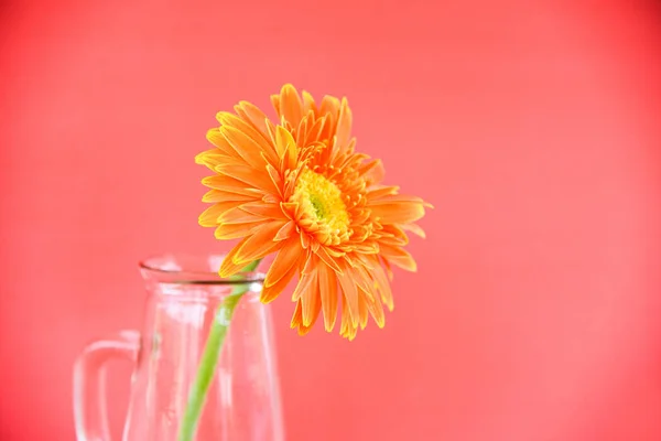 Laranja gerbera margarida flor primavera verão bonito em frasco de vidro — Fotografia de Stock