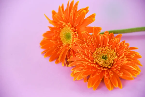 Oranžová gerbera jarní květiny v létě krásné kvetoucí na růžové — Stock fotografie