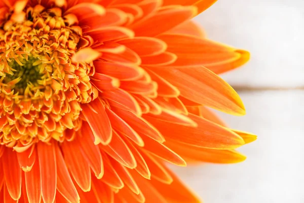 Oranžová gerbera sedmikráska květ jaro léto kvetoucí krásné com — Stock fotografie