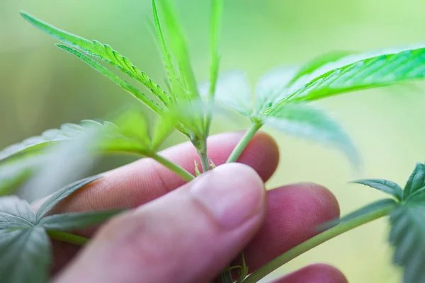 Hand touch Marijuana leaves cannabis plant tree growing on natur — Stock Photo, Image