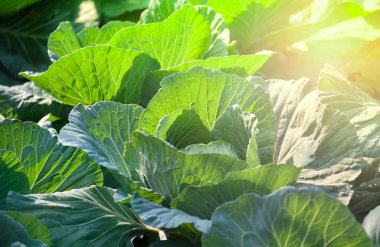 lahana alan Bahçe sebze Asya tarım