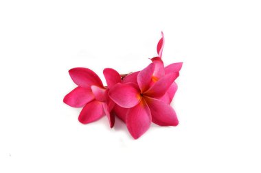 Frangipani Pembe çiçek ya da beyaz backgro izole kırmızı Plumeria